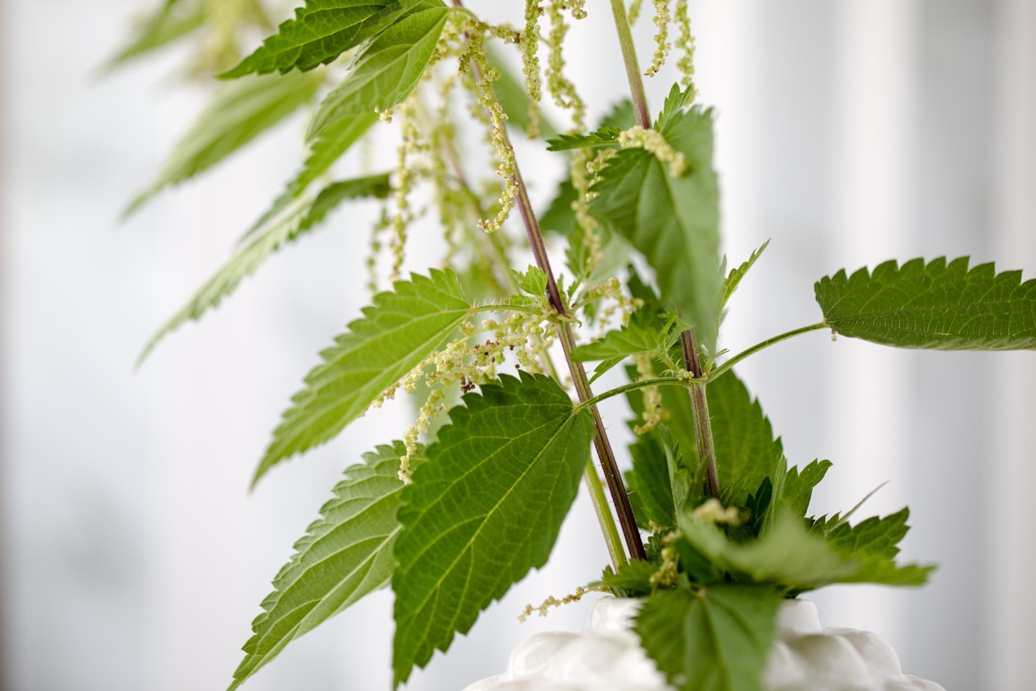 Understanding the Nutritional Power of Moringa Leaves